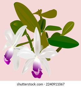 Orchid cattleya violacea with purple flowers