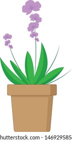 orchid in a ceramic pot