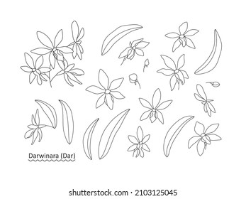 Orchid decorative flowers set - a sprig (Darwinara), flowers and leaves on a white background, flat illustration. Set for your elegant design compositions. Line art vector illustration. 