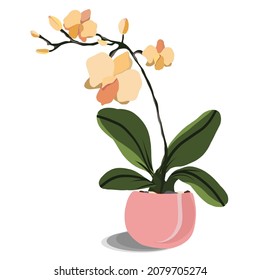 orchid in delicate pastel colors and a pink pot