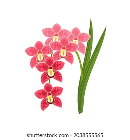 Orchid dendrobium flower. Vector illustration cartoon flat icon isolated on white background.