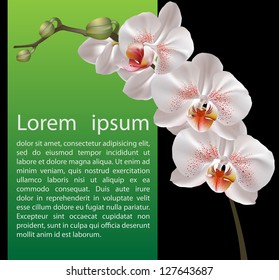 Orchid design template