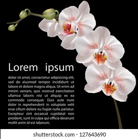 Orchid design template