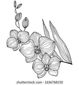orchid drawing in black and white, isolate on a white background, ornament for tattoo