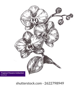 Orchid drawing vector clip art. Black and white ink illustration. Tropical flower sketch design for decor, packaging, label.