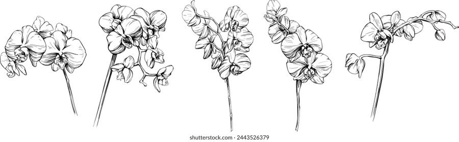 Orquídea floral flores botánicas dibujado a mano conjunto. Arte en tinta grabada en blanco y negro. Elemento de ilustración de orquídea aislado en la colección de fondo blanco.