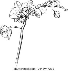 Flores botánicas florales de orquídea dibujadas a mano. Flor silvestre de hoja de primavera aislada. Arte de tinta grabada en blanco y negro. Elemento de ilustración de orquídea aislado sobre fondo blanco.