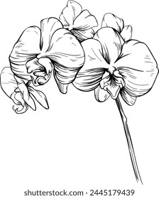 Orchid floral botanical flowers hand drawn. Wild spring leaf wildflower isolated. Black and white engraved ink art. Isolated orchid illustration element on white background.