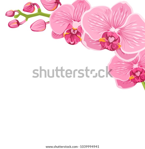 蘭花の枝のコーナーフレーム飾り枠エレメントテンプレート 白い背景に明るいピンクのファレノプシスが エキゾチックな花の花のブーケ ベクター画像デザイン イラスト のベクター画像素材 ロイヤリティフリー