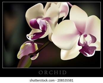 Orchid flower 