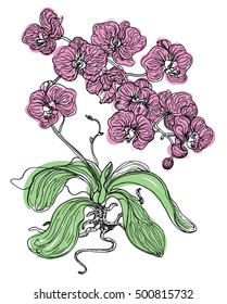 Orchid flower