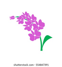 orchid flower
