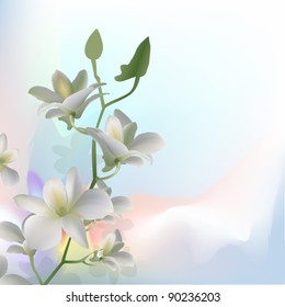 orchid, flower,