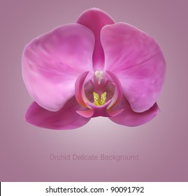 Orchid flower background