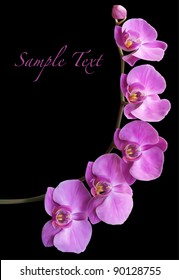 Orchid flower blossom vector