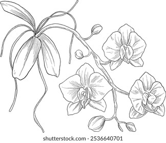 Orquídea flor botanical esboço ilustração