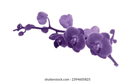 Orchid flower flower branch with buds and flowers Vector illustration isolated on white, for tropical design, romantic wedding invite, background or floral banner.