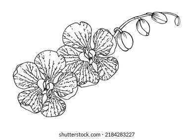 Orchid flower branch. Hand drawn sketch line illustration