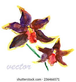 orchid flower branch. vector isolated