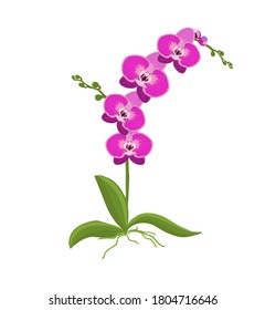 Orchid flower. Delicate beautiful flower. Vector illustration