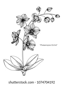 Orchid flower drawing illustration. Black and white with line art on white backgrounds.