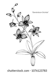 Ilustración de dibujo de flores orquídeas. Blanco y negro con líneas de arte sobre fondo blanco.