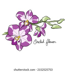 Orchid flower drawing vector illustration
