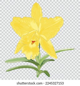 Orchid flower drawing vector illustrations. Botanical floral hand drawn element.