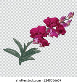Orchid flower drawing vector illustrations. Botanical floral hand drawn element.