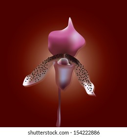 orchid flower eps10