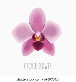 Orchid Flower. Floral Print. Vector blooming tropical plant.