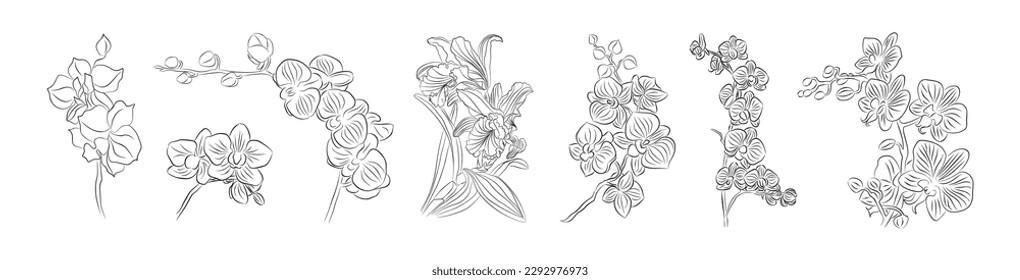 Orchid Flower Hand drawn line art vector set. 