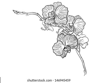 Orchid Flower Hand Drawn Vector