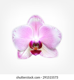 Orchid flower. High quality vector. EPS10 vector