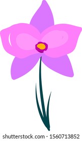 Orchid flower, illustration, vector on white background.