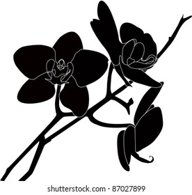 Orchid flower it is isolated