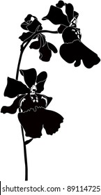 Orchid flower it is isolated