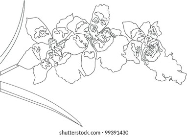 Orchid flower it is isolated