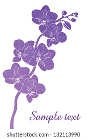 Orchid flower, isolated on White background. Vector illustration