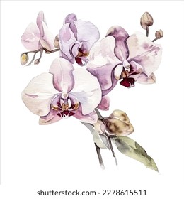 Orchideenblume einzeln auf weißem Hintergrund. Wasserfarbvektor für Hochzeitseinladung, Druck, Sublimierung, Schlamm, T-Shirt, Schuster