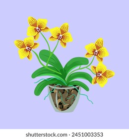 Orchid flower. Keeping the plant in a transparent pot. Leaves and roots, flowers. Orchid bloom.
