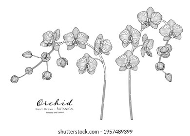 Orchid flower and leaf hand drawn botanical illustration with line art.
