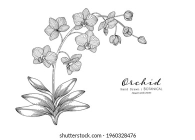 Orchid flower and leaf hand drawn botanical illustration with line art.