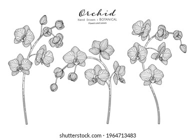 Orchid flower and leaf hand drawn botanical illustration with line art.