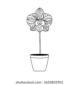 Orchid Flower Line Art Illustration	