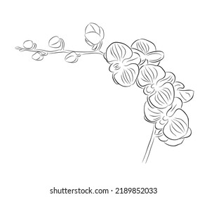 Orchid flower line art vector illustration.  Hand drawn black ink sketch style vector drawing for wall art, jewelry, tattoo, logo design.