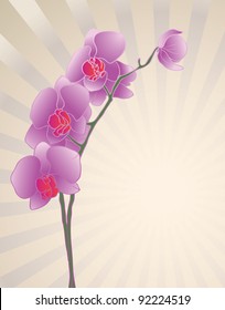 Orchid flower on the background of sun's rays, vector