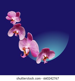 Orchid flower. On a blue background. Vector illustration.