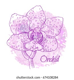 Orchid flower on purple watercolor background. Sketch of the liner. Vector