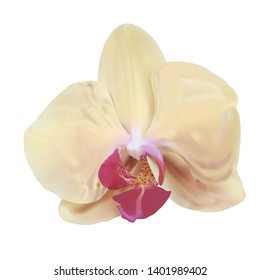 
Orchid - a flower on a white background. Green and white leaves, pink and crimson middle.